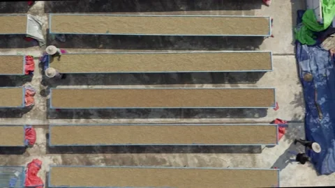 Coffee Farm Drone 스톡 동영상 135393033