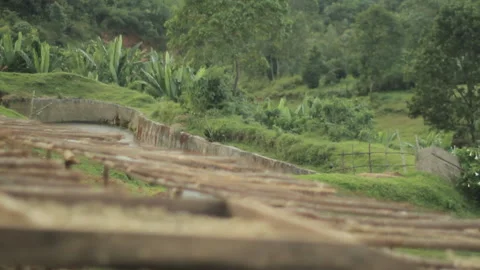 Coffee farm in Ethiopia - focus pull Stock Footage 169700377