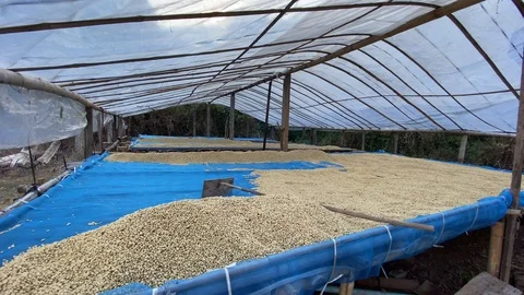 Coffee in the farm Video stock 124115427