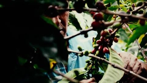 Coffee Farmer Stock Footage 83831878