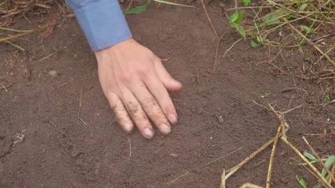 Coffee Farmer Hand Arranging Beans in Circle Video stock 316722404