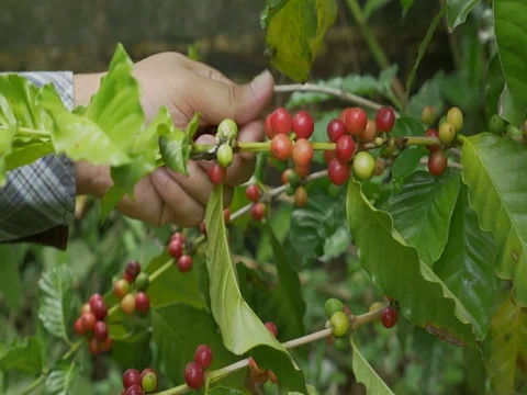 Coffee farmer picking ripe cherry beans from coffee tree Stock Footage 80157558