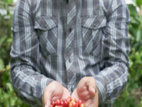 Coffee farmer picking ripe cherry beans from coffee tree Video stock 80157631