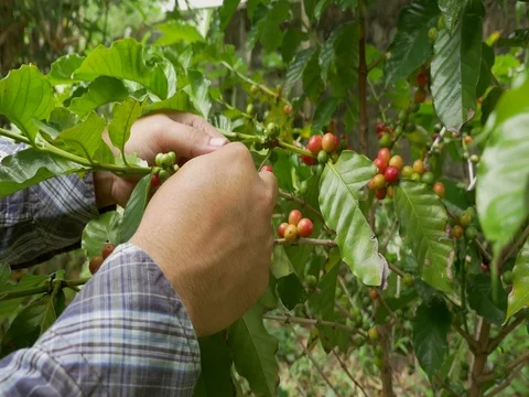 Coffee farmer picking ripe cherry beans from coffee tree Video stock 80157681