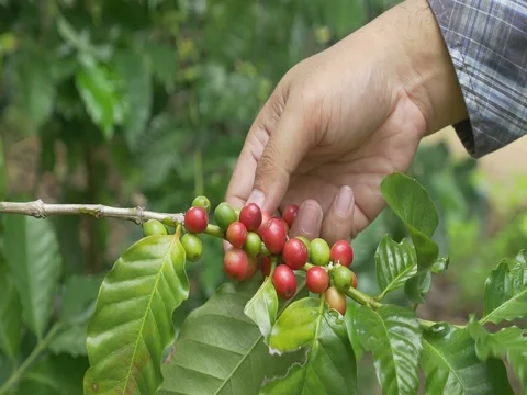Coffee farmer picking ripe cherry beans from coffee tree Video stock 80157704