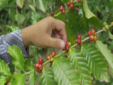 Coffee farmer picking ripe cherry beans from coffee tree Stock Footage 80157724
