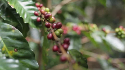 Coffee farmer picking ripe cherry beans Stock-Footage 167926166
