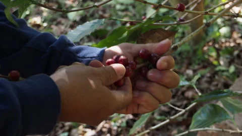 Coffee farmer picking ripe cherry beans Stock Footage 168278094