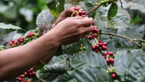 Coffee farmer picking ripe cherry beans, Close up of red berries beans. Stock Footage 257556455