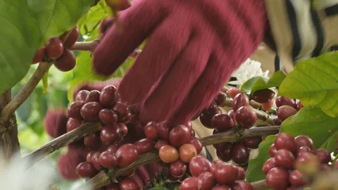 Coffee farmer picking ripe robusta coffee berries for harvesting. Stock Footage 123871364