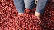 Coffee Farmer Picking Ripe Robusta Coffee Berries For Harvesting Stock Footage