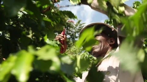 Coffee farmer pruning coffee trees in Kenya, East Africa Stock Footage 143496262