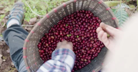 Coffee Farmer Sorting Ripe Red Cherries In Woven Basket At Doi Chang Planta.. Video stock 336182627