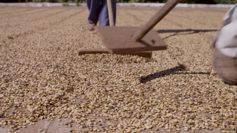 Coffee farmers rake drying coffee beans Stock Footage 263901685
