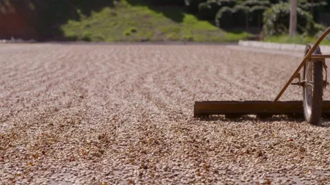 Coffee farmers rake drying coffee beans Stock Footage 263901690