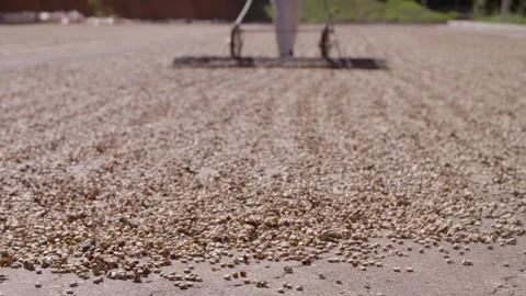 Coffee farmers rake drying coffee beans Stock Footage 263901698