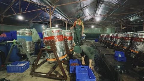 Coffee Fermentation Workers Loading Cherries into Stainless Steel Tanks Stock Footage 327195980
