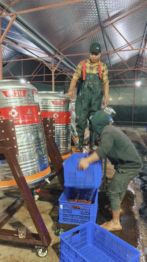 Coffee Fermentation Workers Loading Cherries into Stainless Steel Tanks Stock Footage 327195995