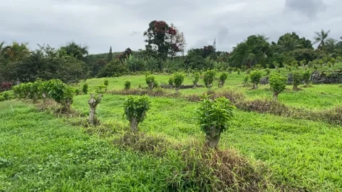 Coffee Field Stock Footage 153293607
