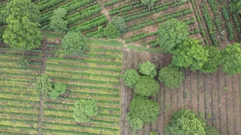Coffee Fields in Costa Rica Stock Footage 180540718