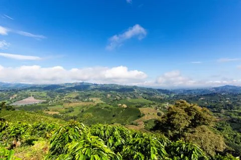 Coffee Fields. Stock Photos