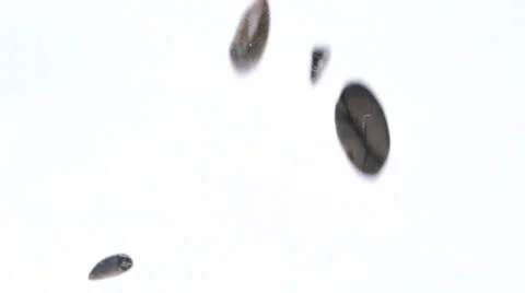 Coffee Fill White Stock Footage 26131799