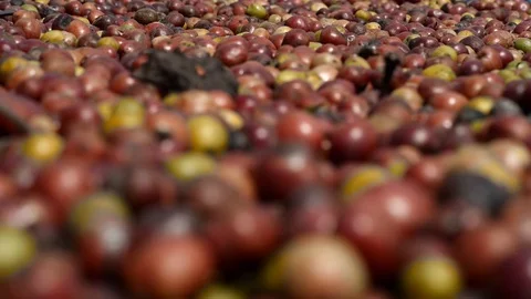 Coffee flower at coffee tree Stock Footage 95970668