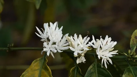 Coffee flower at coffee tree Video stock 106521384
