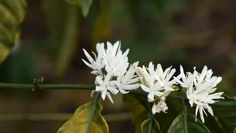 Coffee flower at coffee tree Stock Footage 106521396