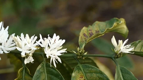 Coffee flower at coffee tree Video stock 106521397
