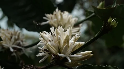 Coffee flower at coffee tree Video stock 106521399