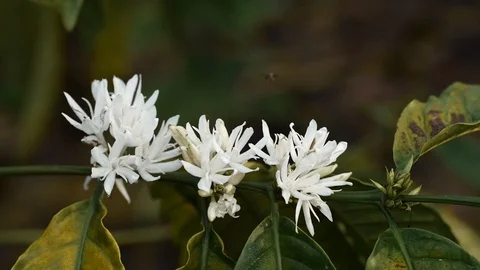 Coffee flower at coffee tree Video stock 106521404