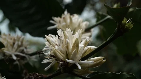 Coffee flower at coffee tree Video stock 106521445