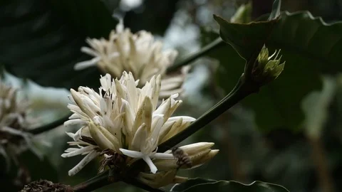 Coffee flower at coffee tree Video stock 106521462
