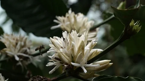 Coffee flower at coffee tree Video stock 106521464