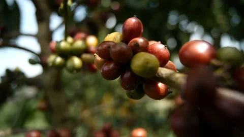 Coffee flower at coffee tree Stock Footage 109059629