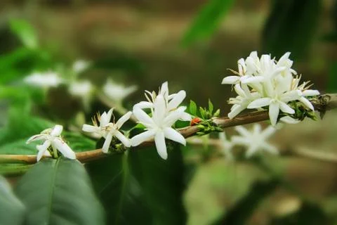 Coffee flower Stock Photos