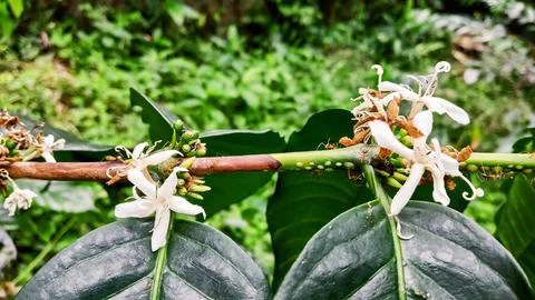 Coffee flower Stock Photos