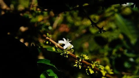 Coffee Flower Stock Photos