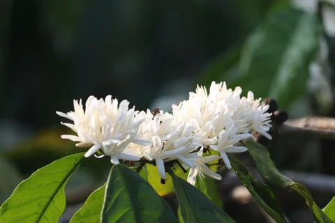 Coffee flowers (2) Stock Photos