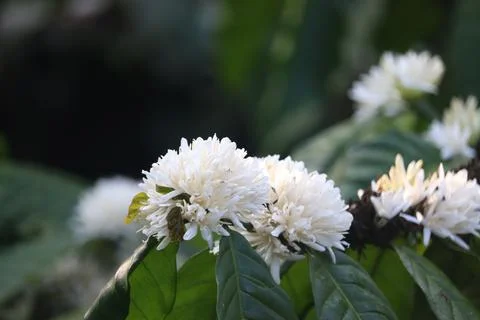 Coffee flowers (3) Stock Photos