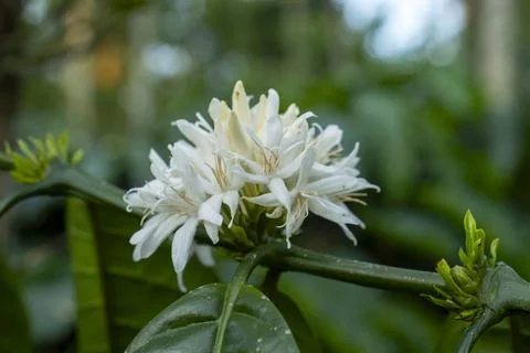 Coffee flowers in bloom Foto stock