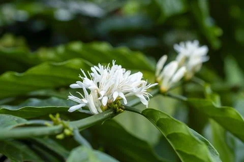 Coffee flowers in bloom Stock Photos