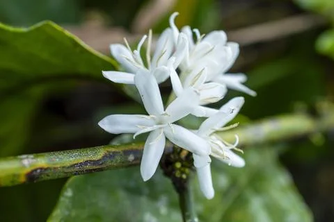Coffee flowers in bloom Stock Photos