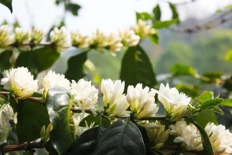 Coffee flowers Stock Photos