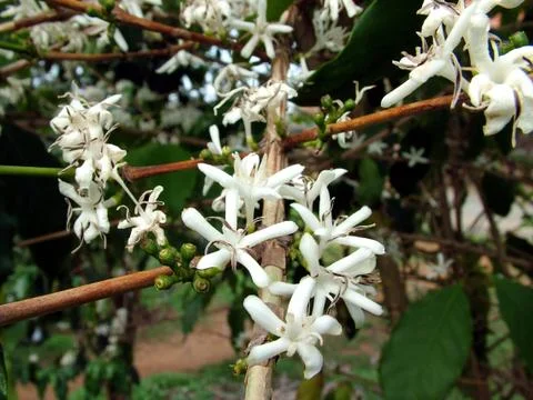 Coffee Flowers Photos