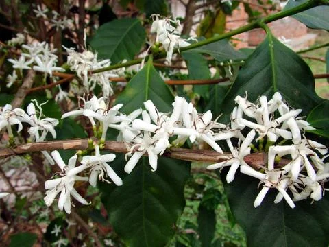 Coffee Flowers Stock-Fotos