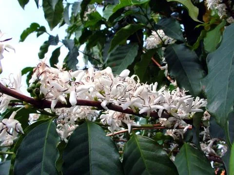 Coffee Flowers Stock-Fotos
