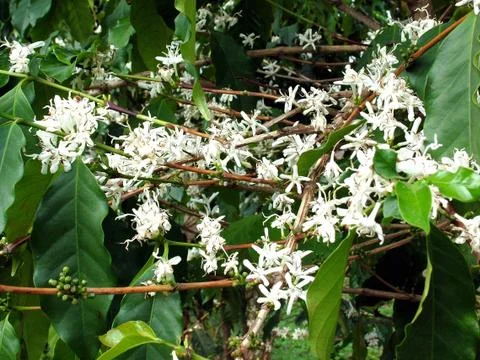 Coffee Flowers Photos