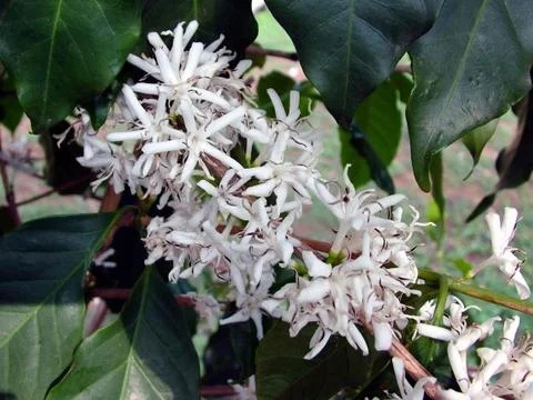 Coffee Flowers Stock Photos